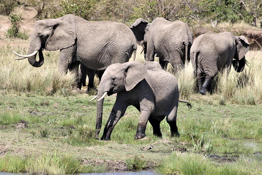 Elephant Herd Photograph by Debbie Blackman - Fine Art America