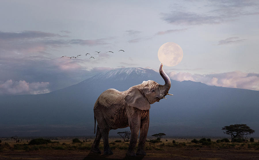 Fantasy Photograph - Elephant Holding Up Moon in Africa by Good Focused
