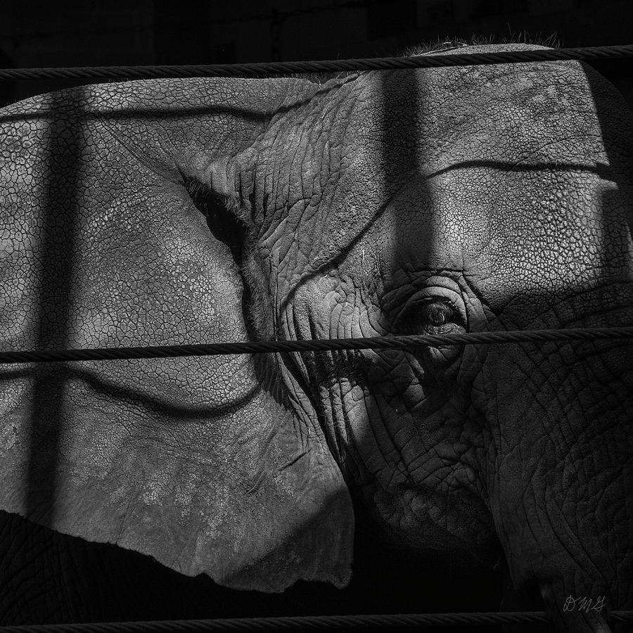 Elephant Photograph - Elephant I BW SQ by David Gordon