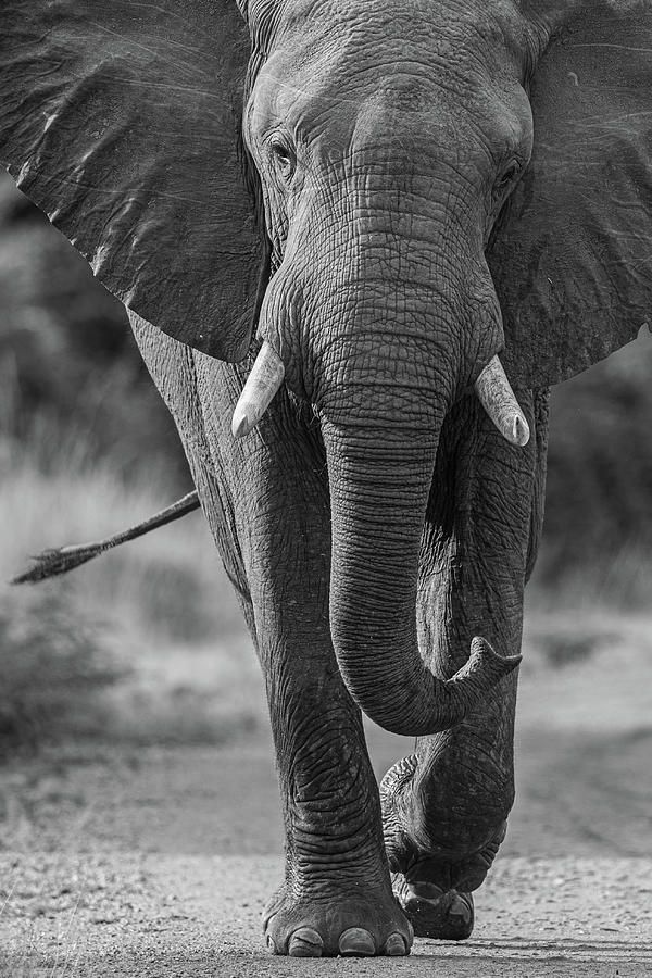 Elephant in black and white Photograph by Johan Elzenga