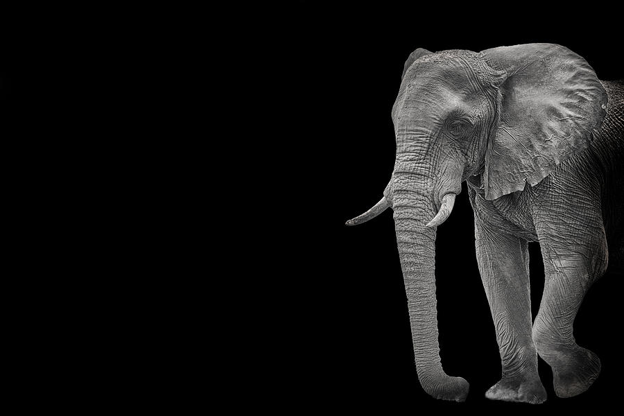 Elephant in black background Photograph by George Pachantouris