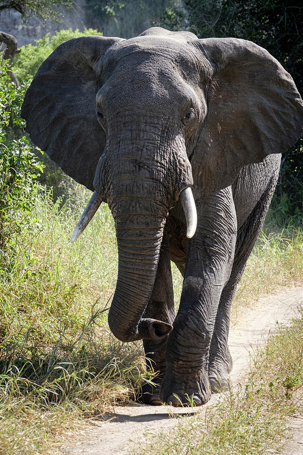 Elephant in Mid-Step Photograph by Mary Lee Dereske