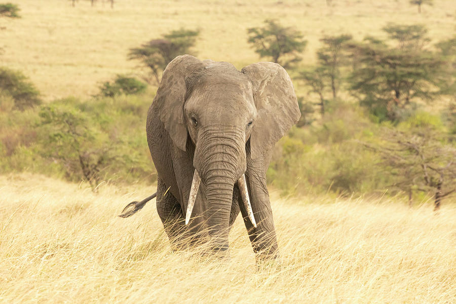Elephant in the Plain Photograph by Lindley Johnson