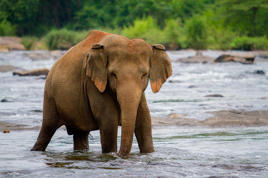Elephant in the river Photograph by Thilanka Perera