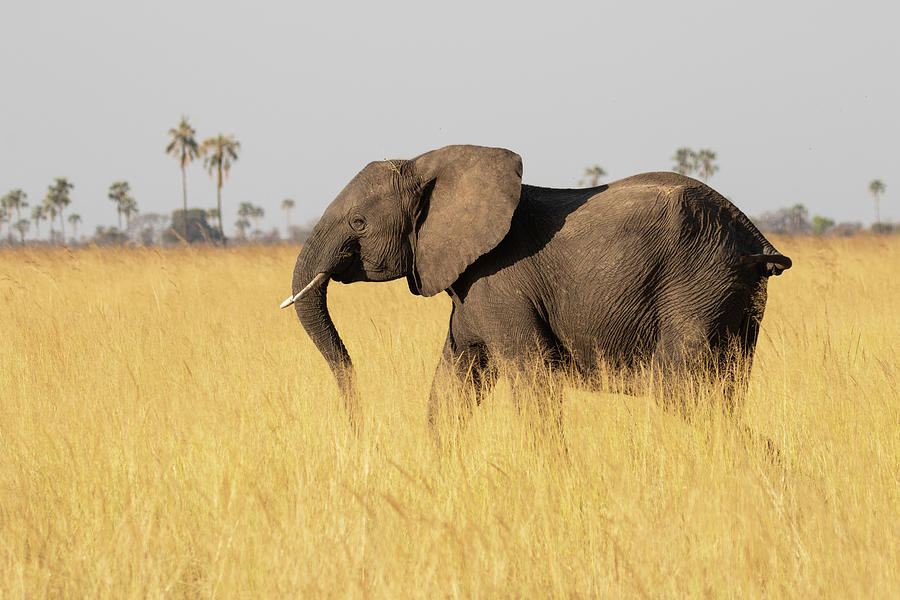 Elephant in Yellow Grass Photograph by Vicki Stephens - Fine Art America