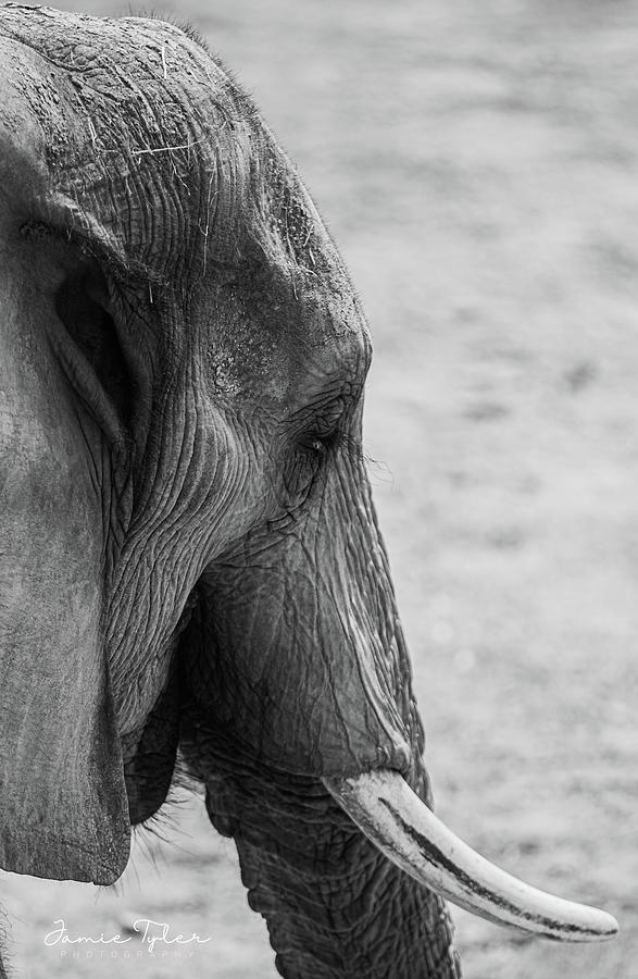 Elephant Photograph by Jamie Tyler
