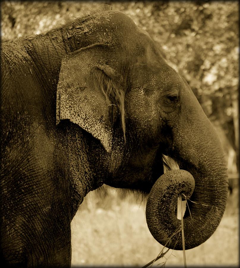 Black And White Photograph - Elephant by Janice Spivey
