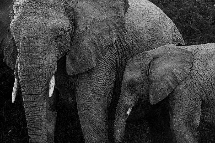 Elephant  Photograph by Jermaine Beckley
