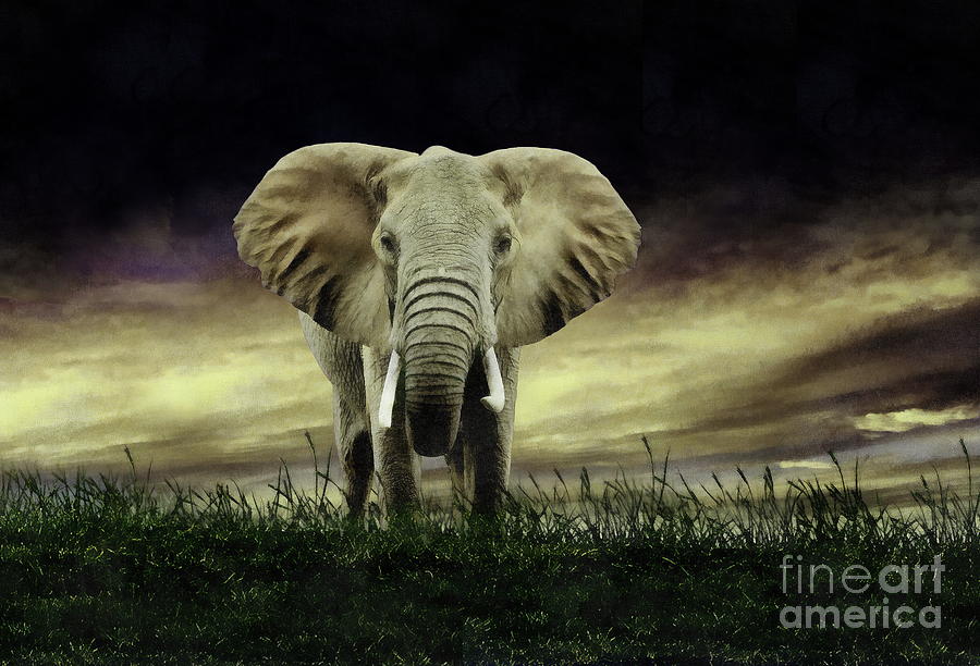 Elephant Digital Art by Jerzy Czyz