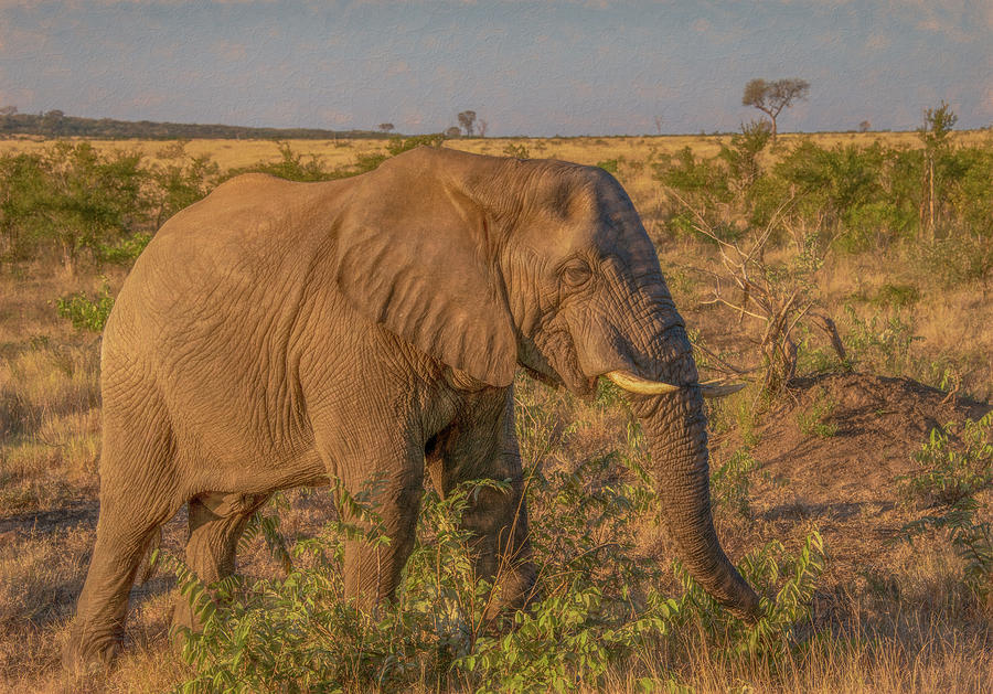 Elephant Joy Photograph by Marcy Wielfaert
