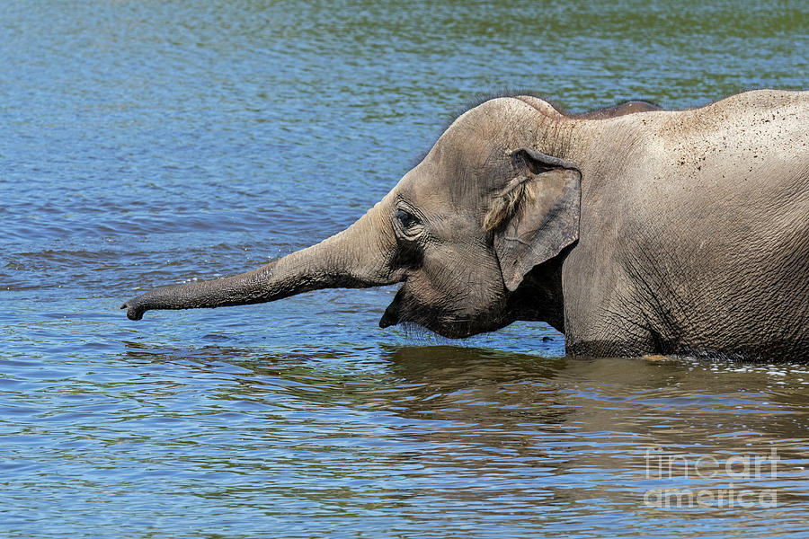 Elephant Juvenile Bathing in Lake Photograph by Arterra Picture Library