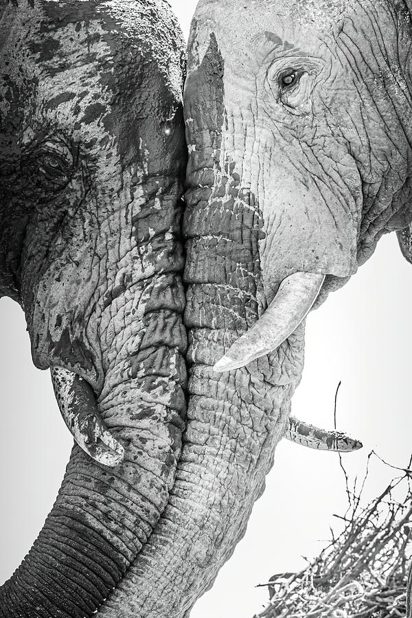 Elephant Love  Photograph by MaryJane Sesto