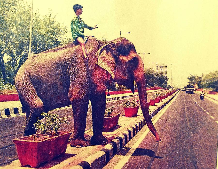 Elephant Lover Photograph by Mahesh Kadam - Fine Art America