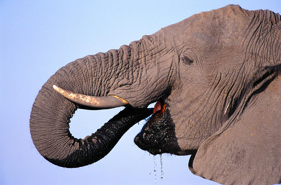 Elephant (loxodonta Africana) Chobe National Park, Botswana Photograph by Theo Allofs
