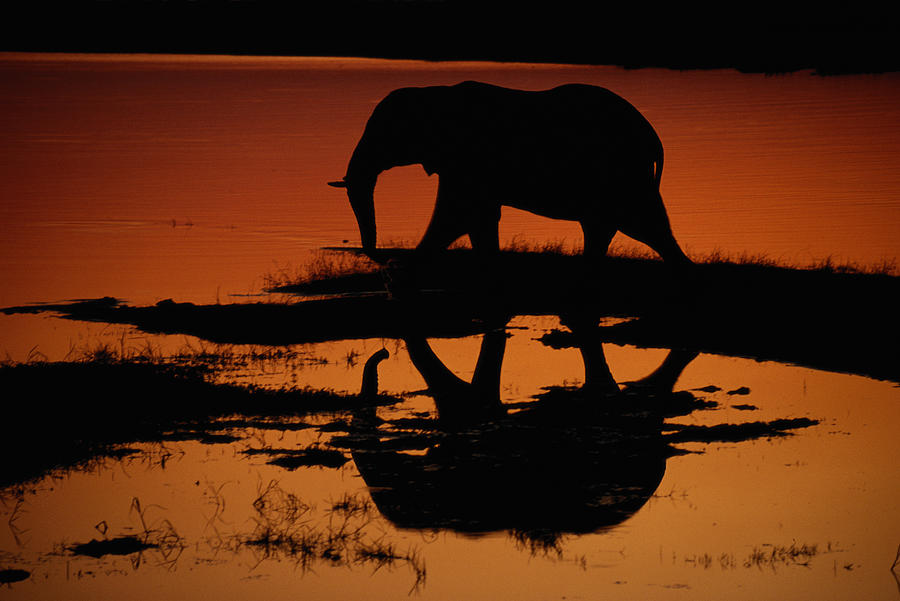 Elephant (Loxodonta africana) silhouetted, sunset Photograph by Gallo Images-Gerald Hinde