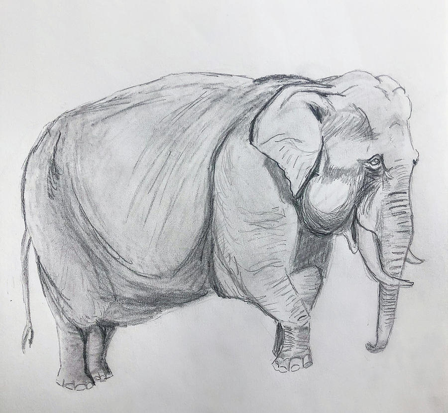 Elephant March Drawing by Nicole Pedra