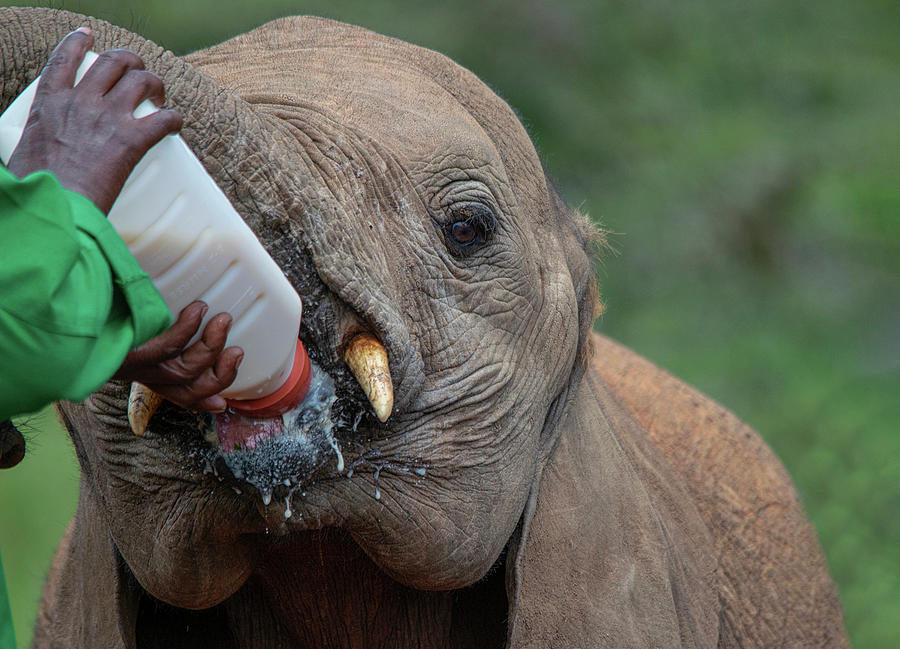 Elephant Milk time Photograph by Gareth Parkes