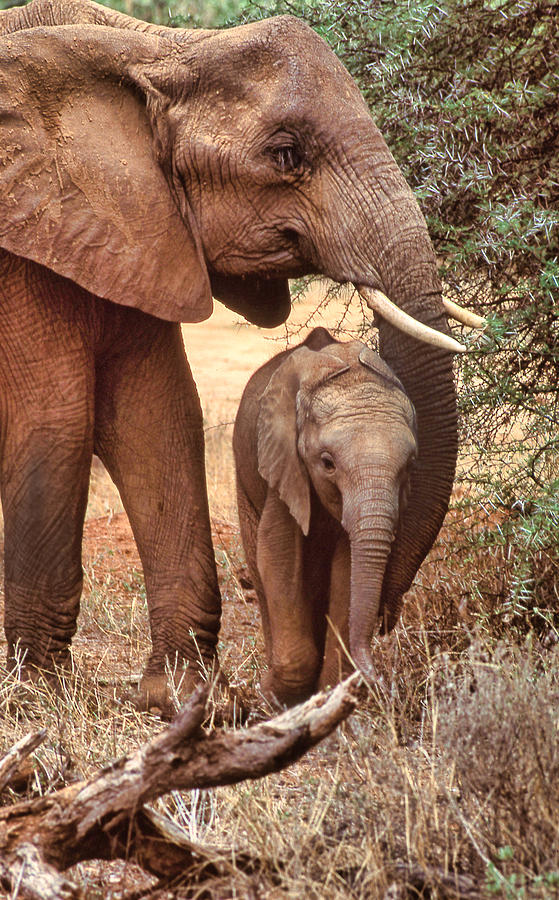 Elephant Mommy Hugging Her Baby Photograph by Russel Considine