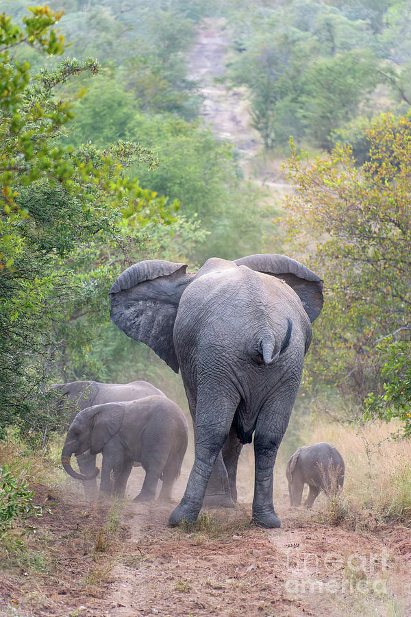 Elephant mother and babies Photograph by Delphimages Photo Creations