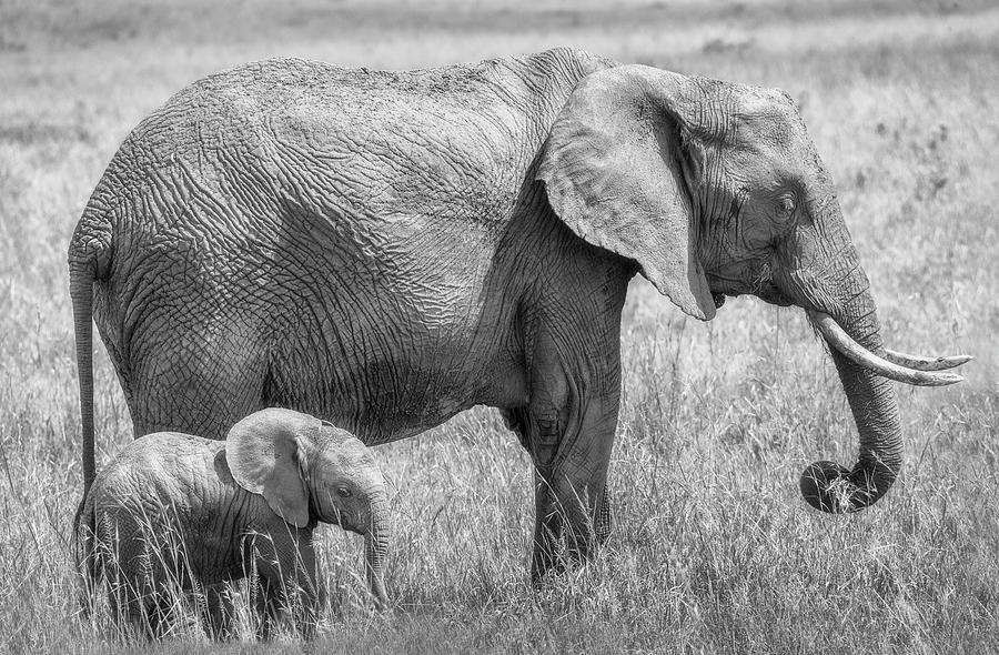 Elephant mother and baby grazing - monochrome Photograph by Murray Rudd