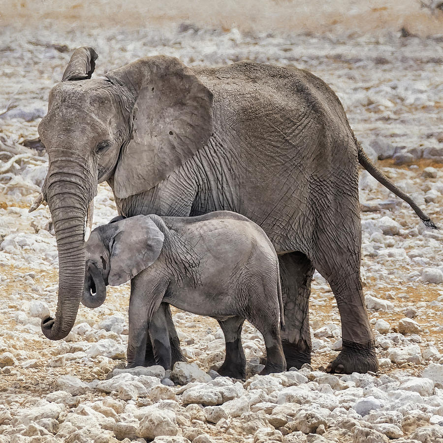 Elephant Mother and Calf Photograph by Belinda Greb