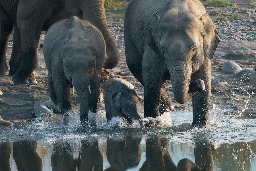 Elephant mother and calf river crossing Photograph by Hira Punjabi ...