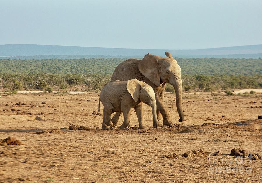 Elephant mother and son together  Photograph by Patricia Hofmeester