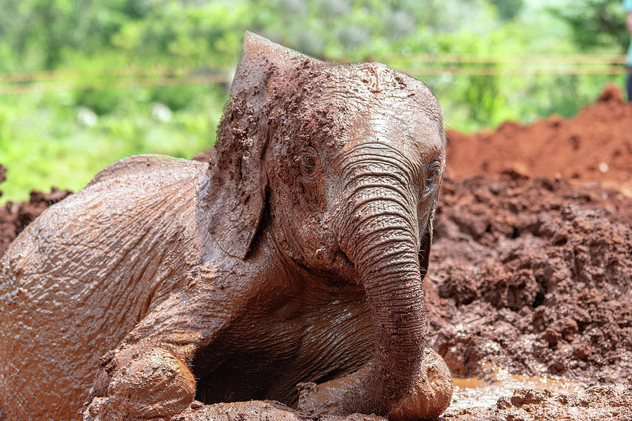 Elephant Mud Bath Photograph