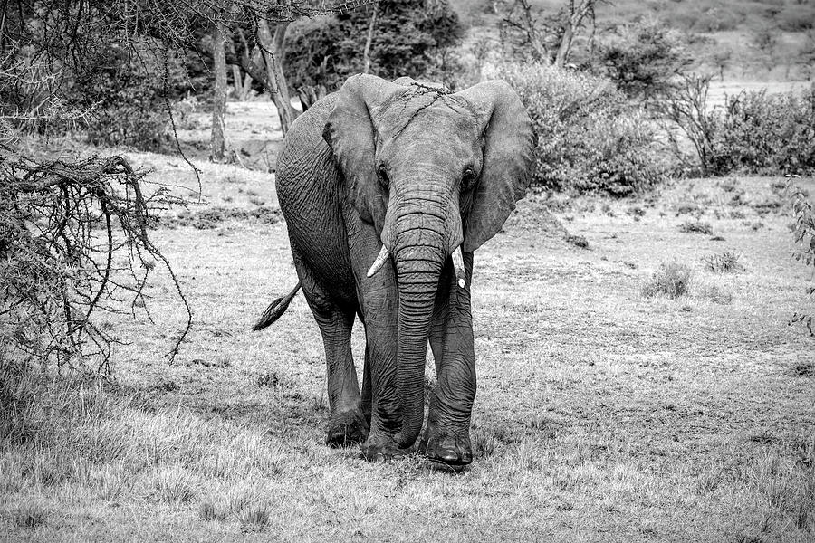 Elephant on the Masai Mara in Kenya B/W Photograph by Lindley Johnson