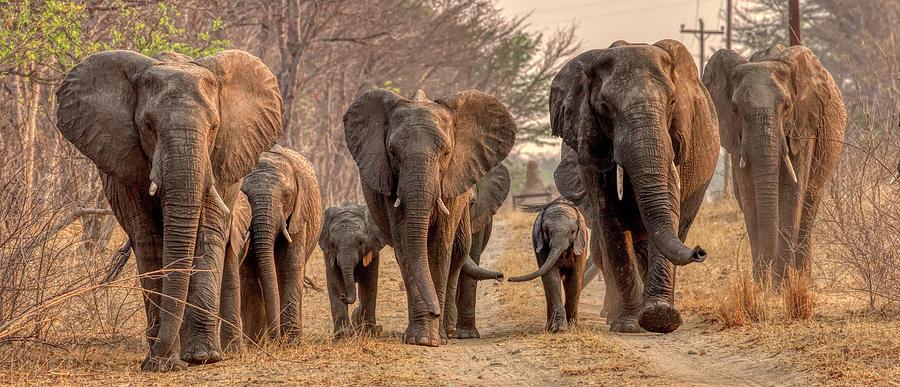 Elephant Panorama Photograph by John Haldane