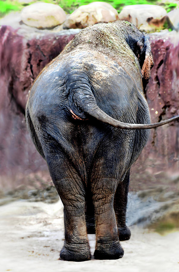 Elephant Photo 144 Photograph by Lucie Dumas