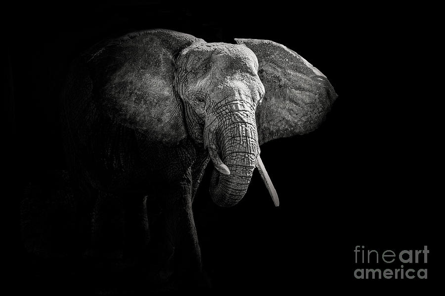 Elephant Portrait #1 Photograph by Jarrod Erbe