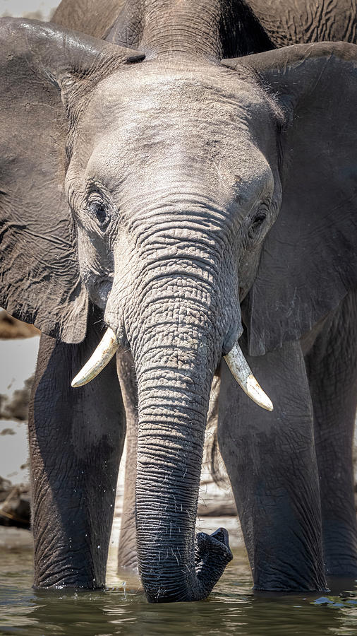 Elephant Portrait Chobe River Botswana Photograph by Joan Carroll ...