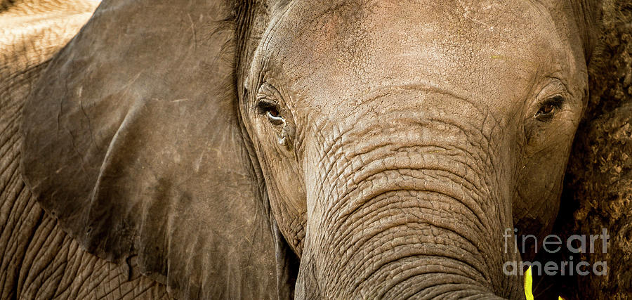 Elephant Portrait Close Up Photograph