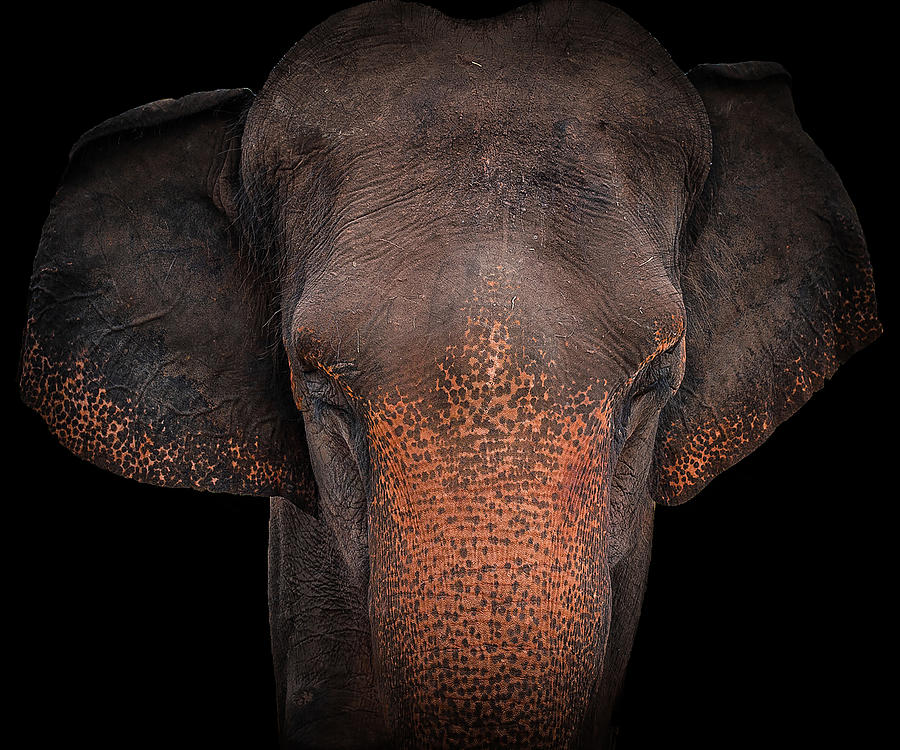 Elephant Portrait Photograph by Deborah M