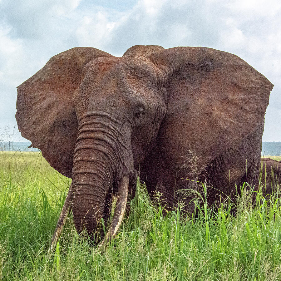 Elephant Portrait Photograph by Douglas Wielfaert