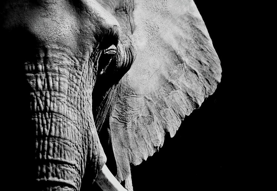 Elephant Portrait in Black and White Photograph by Nadalyn Larsen