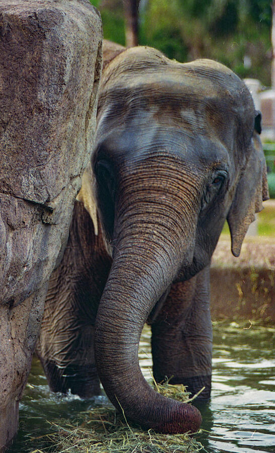 Elephant Portrait in San Diego Zoo Photograph by Bonnie Colgan