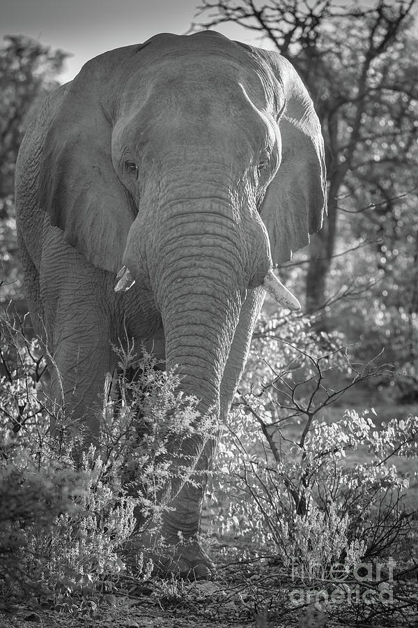 Elephant Portrait Photograph by Inge Johnsson