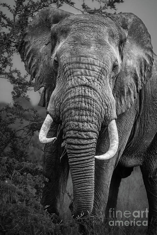 Elephant Portrait Photograph by Jamie Pham