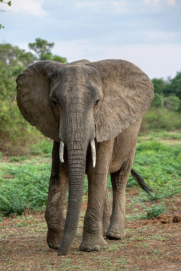 Elephant Portrait Photograph by John Haldane