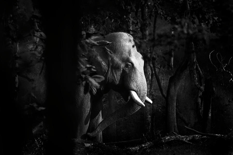 Elephant Portrait Photograph by Kiran Joshi