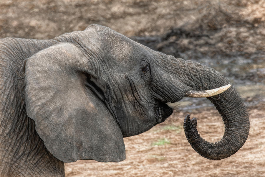 Elephant Portrait, Serengeti Photograph by Marcy Wielfaert