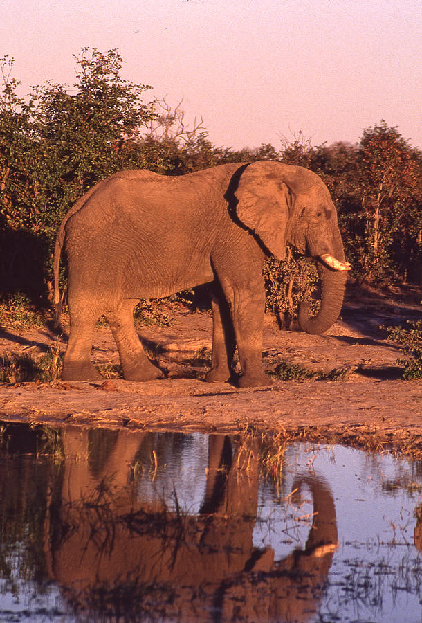 Elephant Reflection Photograph by Russ Considine