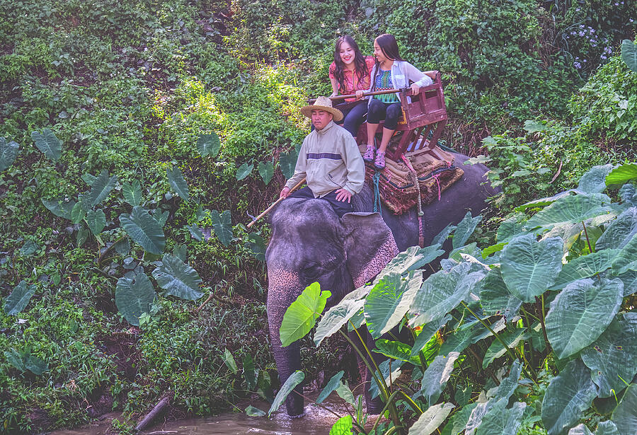Elephant Ride Photograph