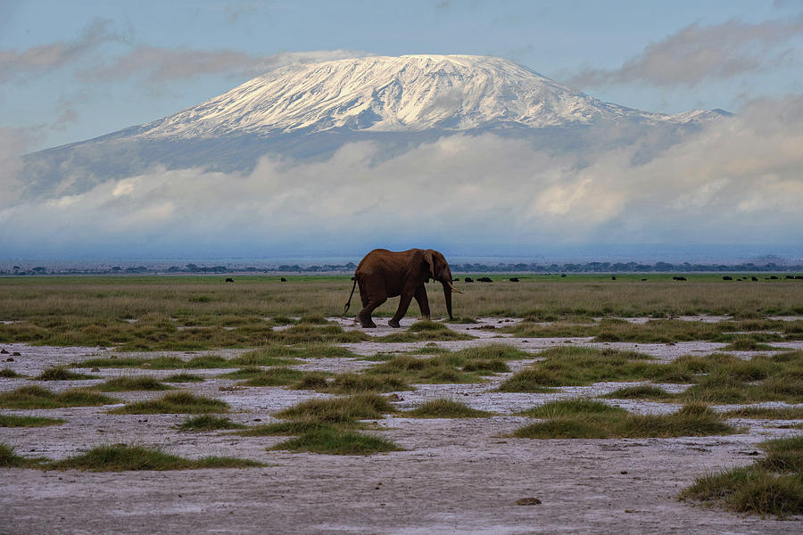 Elephant Roaming in Amboseli National Park with Mount Kilimanjaro in ...