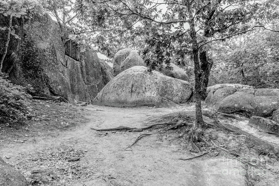 Elephant Rocks Trees And Roots Grayscale Photograph by Jennifer White