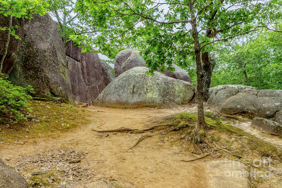 Elephant Rocks Trees And Roots Photograph by Jennifer White