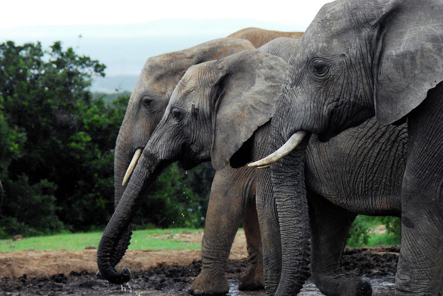 Elephant Row Photograph by Sherry Epley - Fine Art America