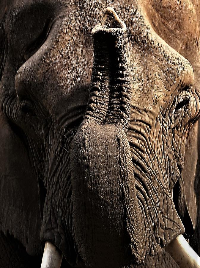 Elephant Salute Photograph by Nadalyn Larsen